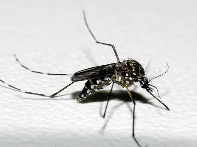 Em 2020, até o momento, Minas Gerais registrou 83.668 casos prováveis ​​de dengue 