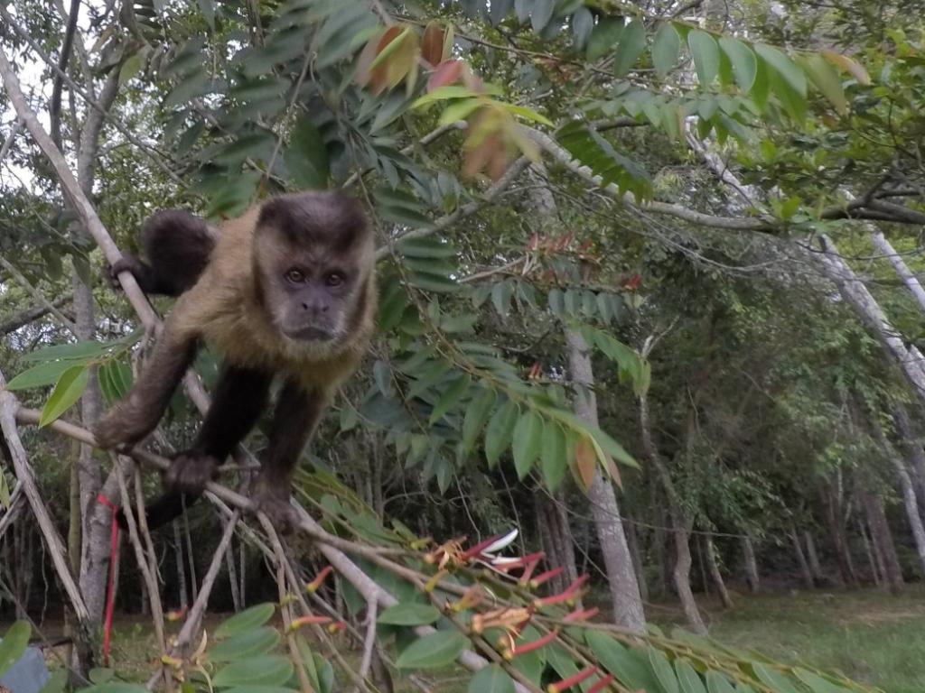 Espécies diversas da mata atlântica