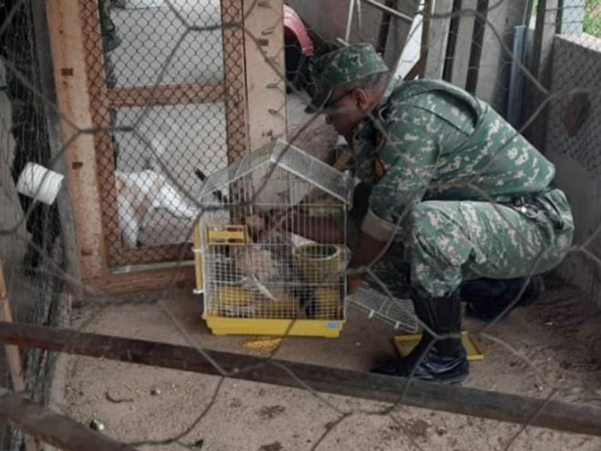 A galinha foi encontrada no terraço alvo da denúncia e apreendida pelos policiais de Meio Ambiente 