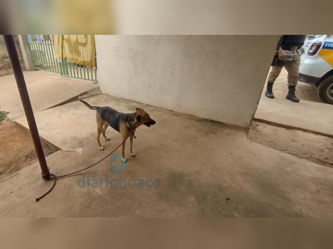 A cadela que sofreu maus tratos foi localizada amarrada na varanda da residência