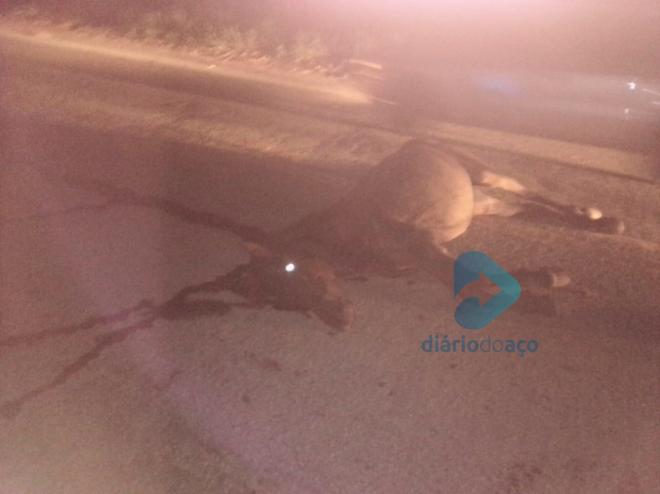 Equino atropelado pelo carro ficou gravemente ferido; quatro ocupantes de veículo saíram sem ferimentos