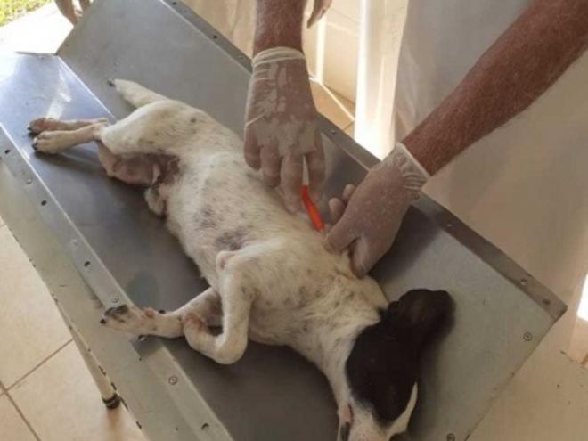 Vacinação e vermifugação são importantes para prevenção de doenças que afetam os cães e gatos, desde seu nascimento até sua manutenção e bem-estar