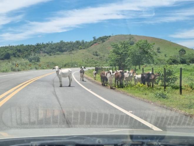 Quem deixa animais soltos na pista pode ser responsabilizado até mesmo com prisão, dependendo da gravidade do acidente provocado 