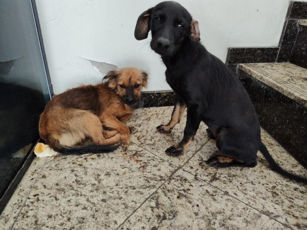 A dupla abandonada é muito amigável