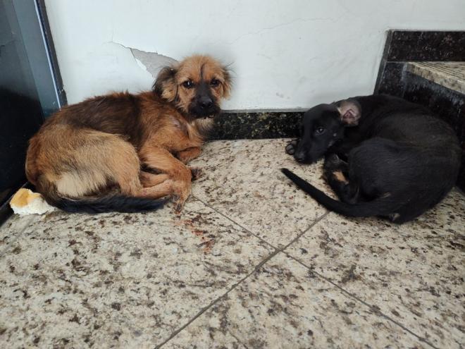 Os cachorrinhos são dóceis e precisam encontrar um lar 