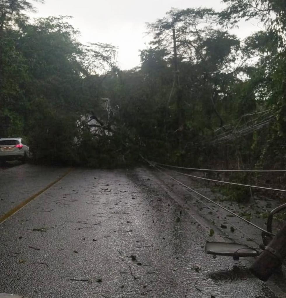 Árvores inteiras caíram na pista, no bairro Bela Vista 