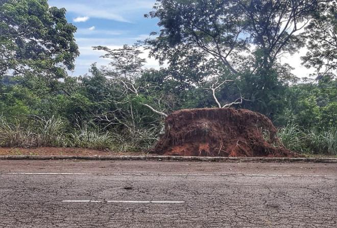 Árvore arrancada pela raiz à margem da avenida Usiminas 