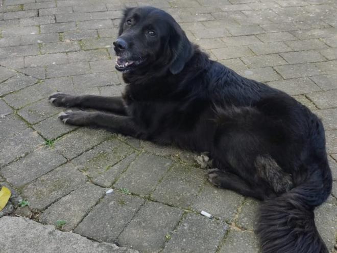 Nina é uma cadela de porte médio, com a pelagem preta, sem raça definida, tem entre cinco e dez anos, e é dócil, informou a dona 