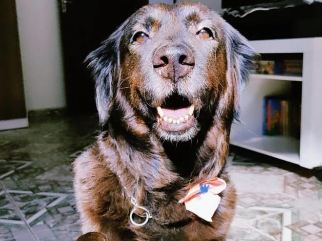 A tutora da Nina recompensará a pessoa que lhe entregar a cachorrinha com R$ 800