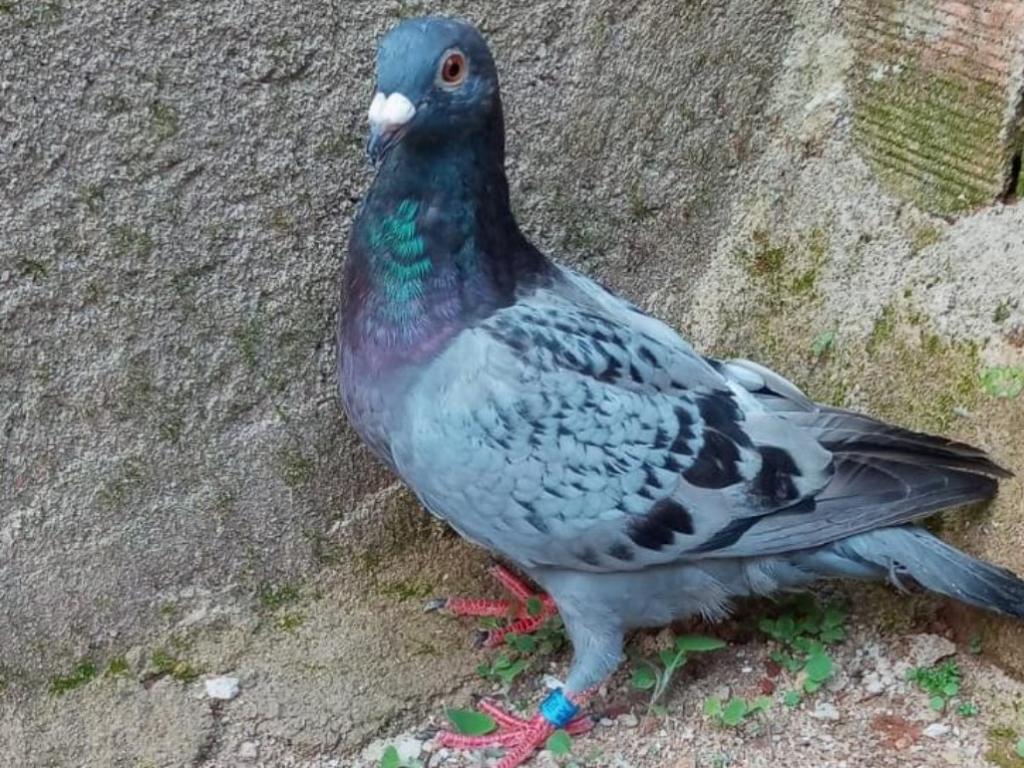 Pombo foi encontrado em calçada do bairro Ana Rita, em Timóteo e moradora da residência cuida da ave até que o dono apareça