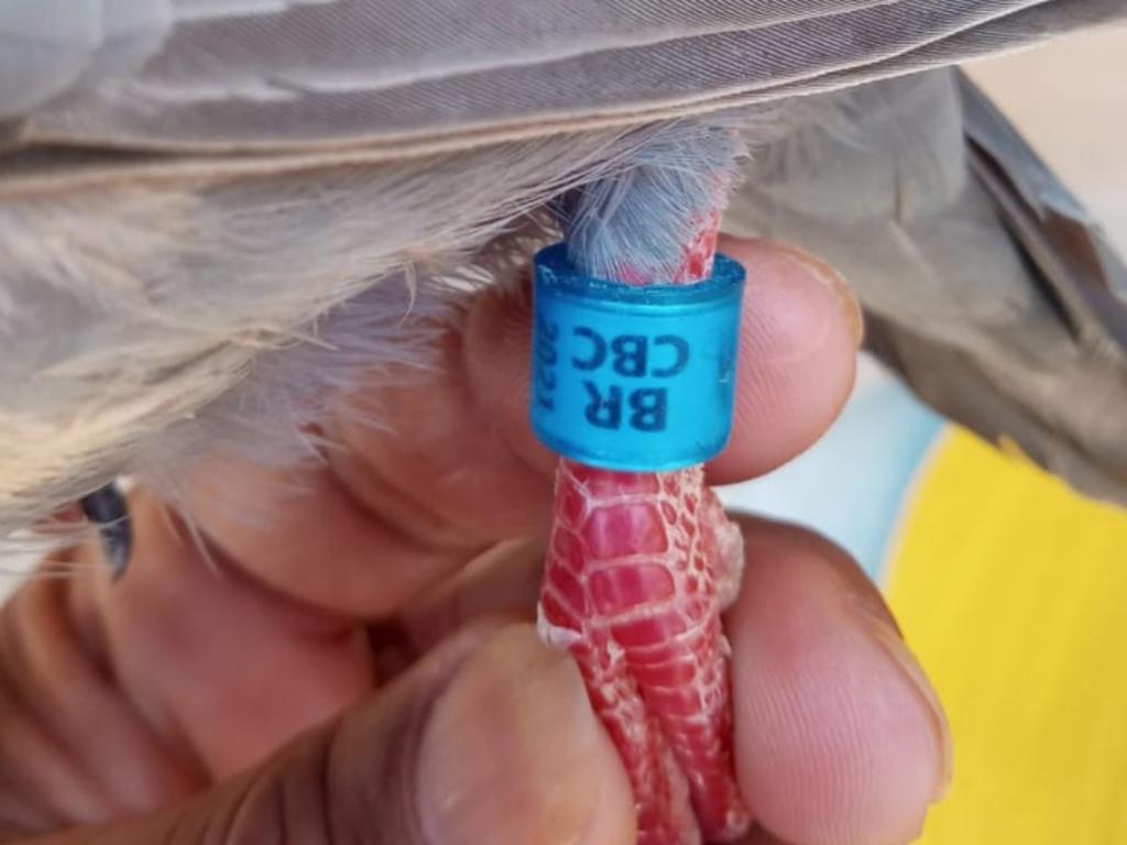 Anilha indica que a ave pertence a um columbófilo no Brasil