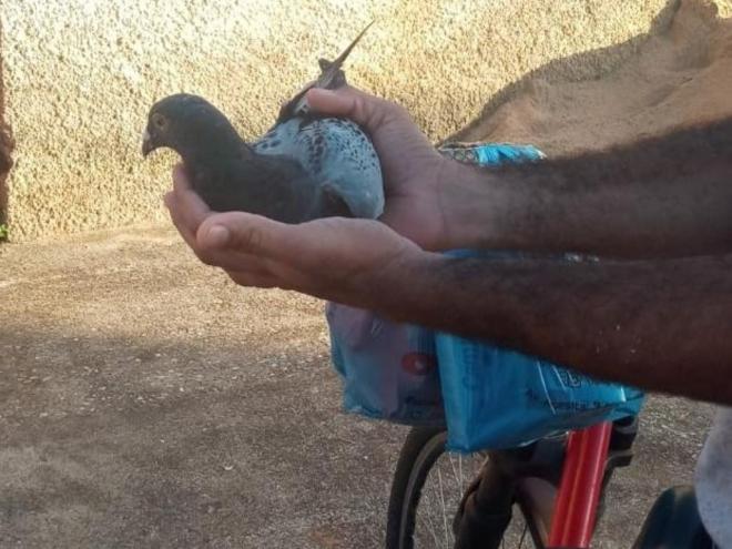 No fim da tarde desta quinta-feira, o dono foi buscar o pombo de competição que sobreviveu ao ataque de um gavião 