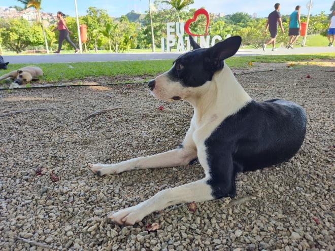 Esse ''cão de rua'', de porte médio, é um dos vários animais que ficam dia e noite no Parque Ipanema e bairros vizinhos 