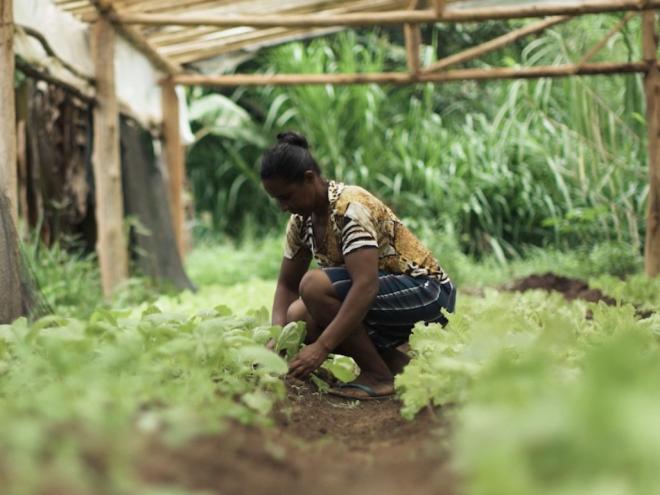 A emissão do CAF é requisito básico para acesso a diversas políticas públicas direcionadas ao desenvolvimento e fortalecimento da agricultura familiar