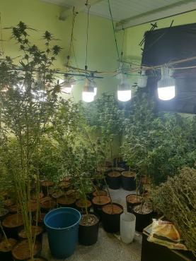 Residência no Esperança tinha sido transformada em estufa climatizada para a produção agrícola da Cannabis