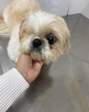 O cachorro foi nomeado diretor de fiscalização no combate aos maus-tratos aos animais em ato simbólico