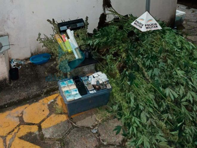 Em um prédio foram recolhidos 92 pés de cannabis e um saco com maconha já preparada