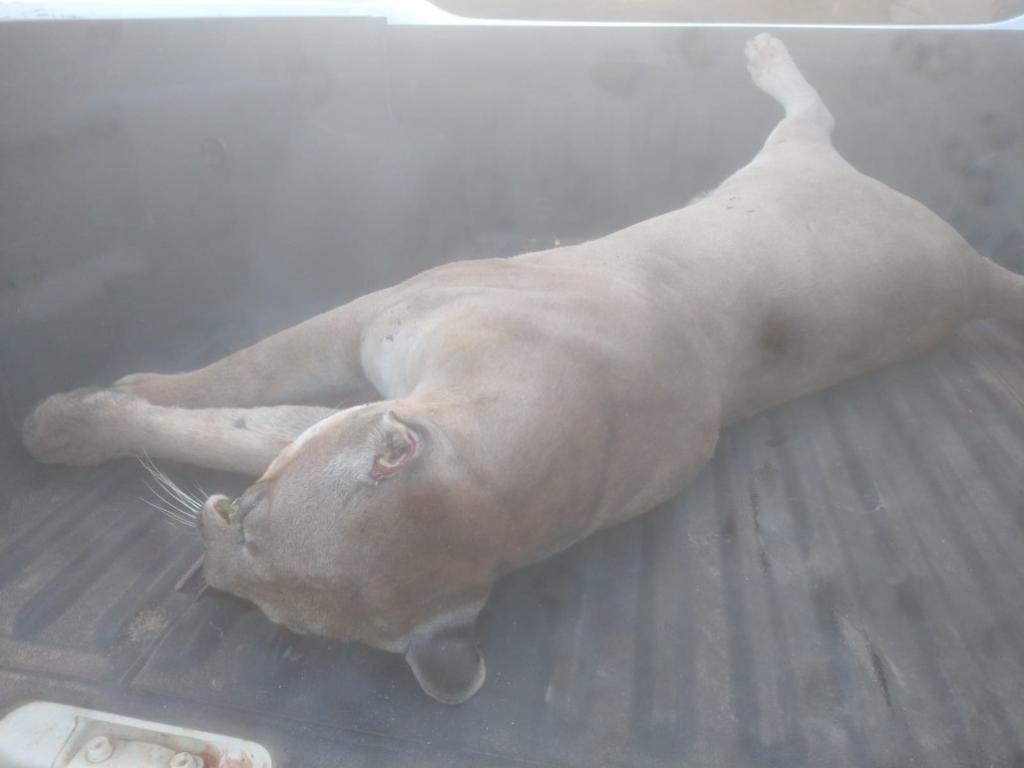 Felino saiu de uma mata localizada à margem da rodovia e, ao atravessar, foi atingido por um veículo não identificado