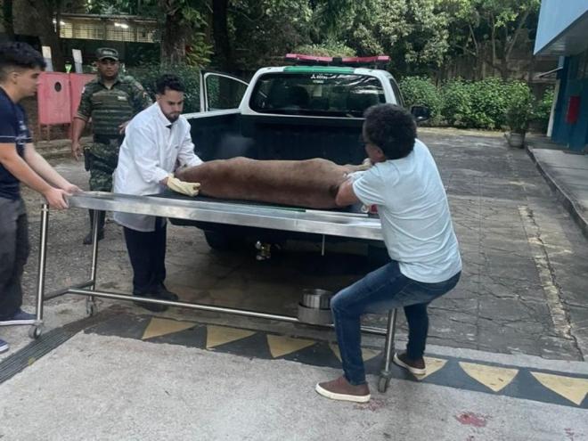 Onça encontrada morta em Belo Oriente servirá para pesquisa universitária da Medicina Veterinária