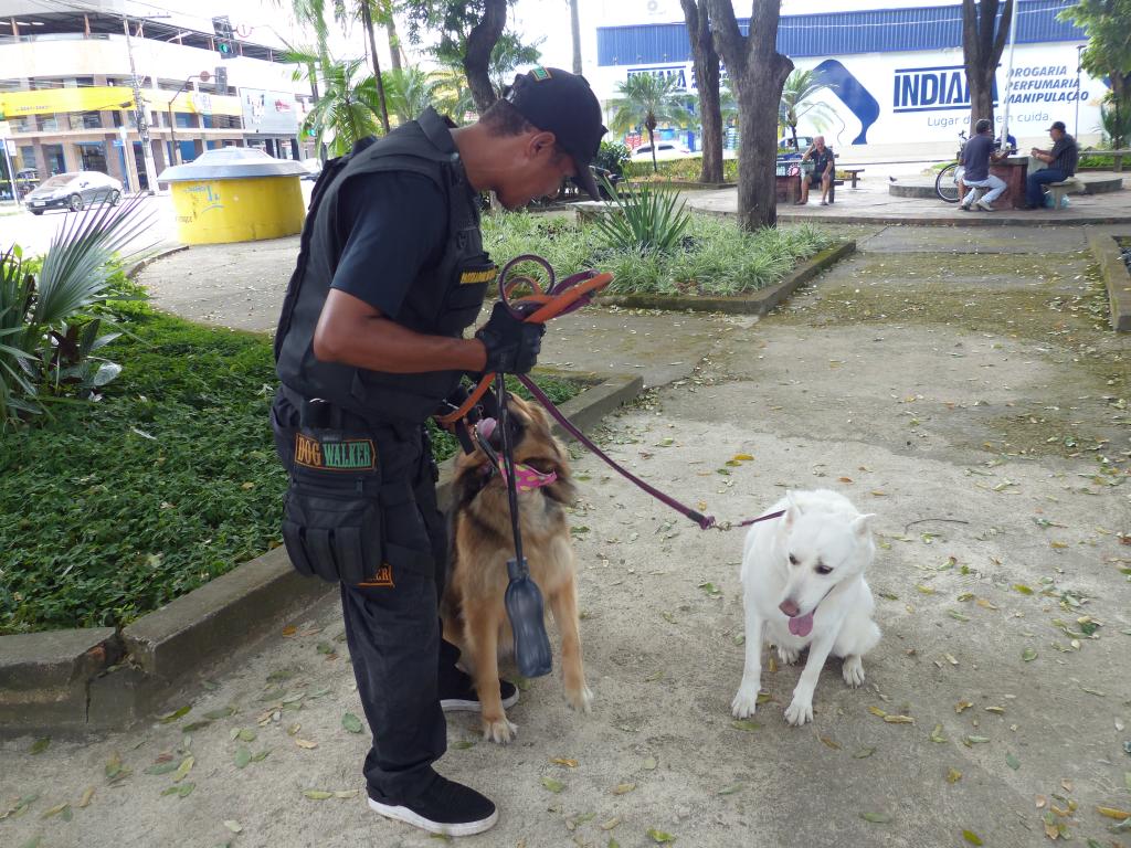 Dog walker: profissional que passeia com 60 cães por dia em Ipatinga dá ...