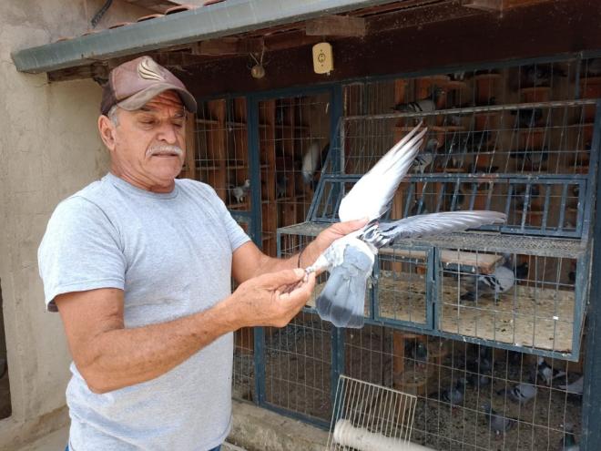 Aves têm instinto de regresso e são identificadas com anilhas