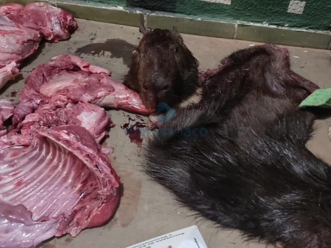 Os dois animais abatidos já estavam esquartejados e prontos para o consumo