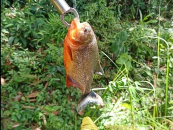 A piranha é uma das espécies invasoras alvo do trabalho de manejo nas lagoas naturais da região 