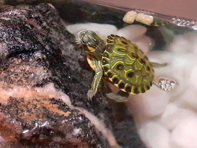 A tartaruga tigre-d?água brasileira (Trachemys dorbigni) é nativa do Rio Grande do Sul