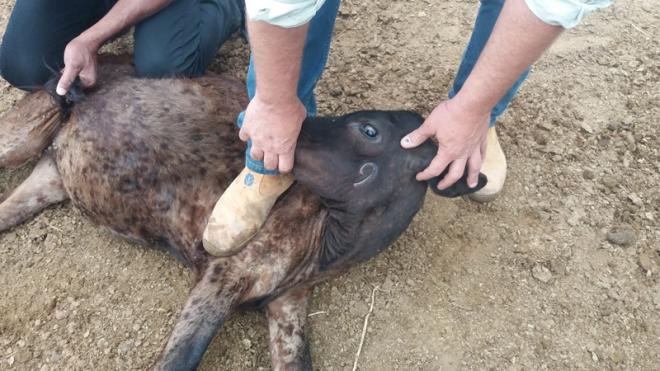 Animais vacinados recebem marca no lado esquerdo do corpo
