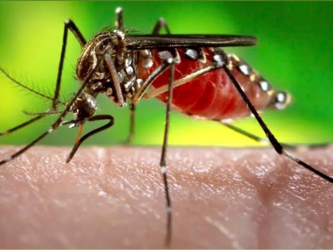 Estudo utiliza replicação viral para ativar morte de mosquitos Aedes aegypti que estejam infectados, prevenindo as doenças que eles transmitem