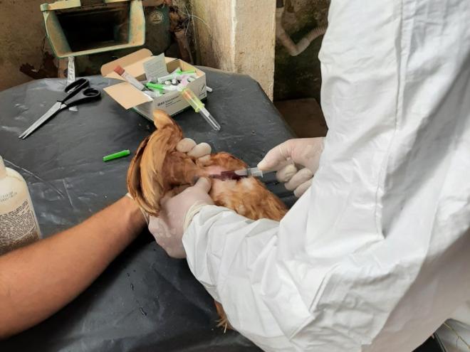 O veterinário Raul Fonseca Neto realiza coleta de sangue em aves