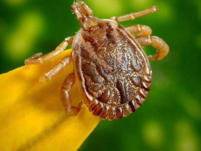 Para reduzir os riscos da infecção, os carrapatos devem ser removidos do corpo com cuidado