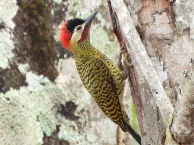 A rica fauna do Perd abriga espécies raras como o pica-pau-dourado-grande