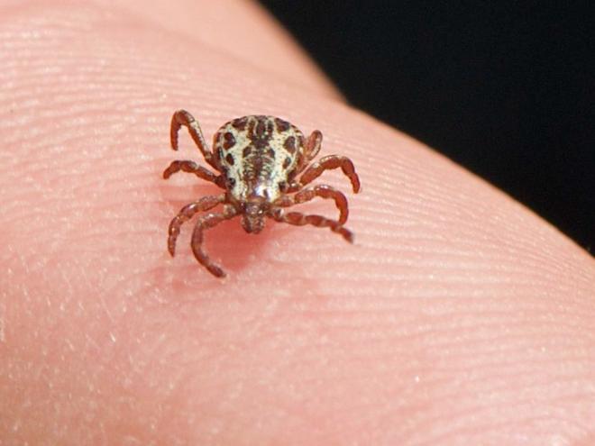 Houve,este ano, sete vítimas e cinco morreram pela doença causada pelo carrapato estrela