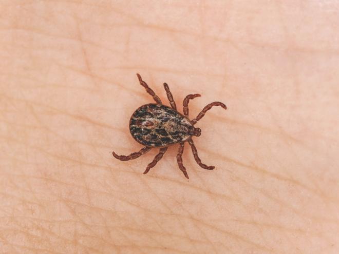 Carrapatos são portadores da bactéria que causa a doença. Vítimas identificadas podem ter sido contaminadas em pescaria numa lagoa da região.