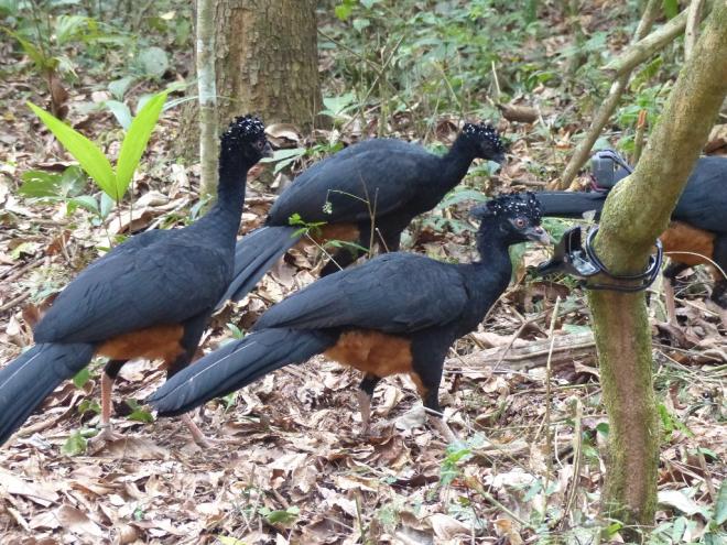 A reintrodução das aves ao habitat natural marcou o evento de comemoração