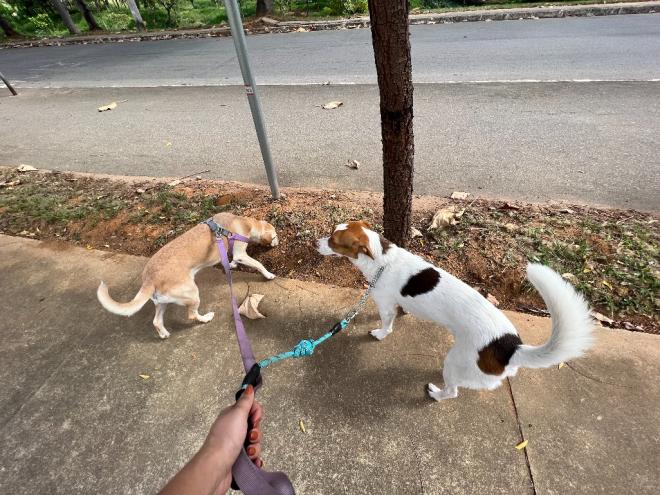 Os animais de estimação também sofrem com os dias mais quentes 