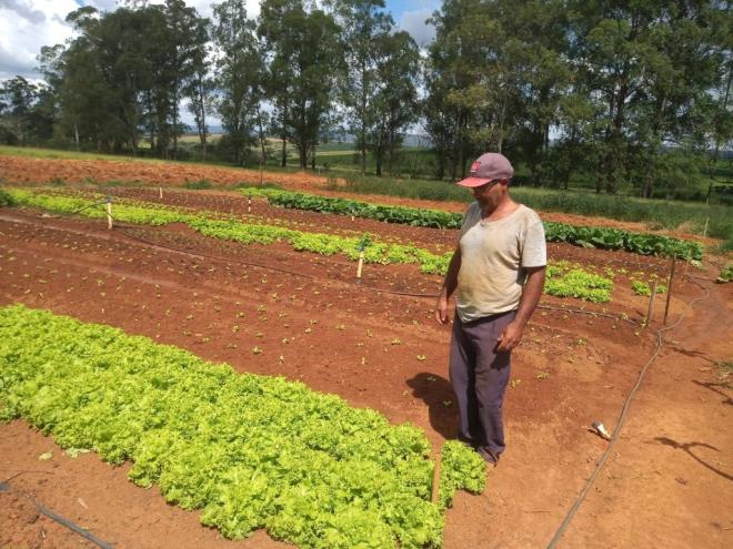 Dentre os diversos serviços oferecidos pelo Senar está a assistência técnica para cultivo de hortaliças