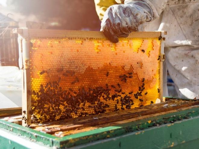 Apicultores e meliponicultores de Minas Gerais têm lidado com episódios de mortalidade de abelhas por intoxicação por agrotóxicos