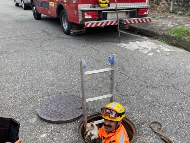 O resgate do animal ocorreu na rua São Paulo, no bairro Amaro Lanari