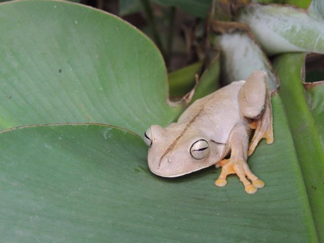 Animais que realizam a regulação térmica por meio do ambiente externo, como répteis e anfíbios, podem sofrer ainda mais 