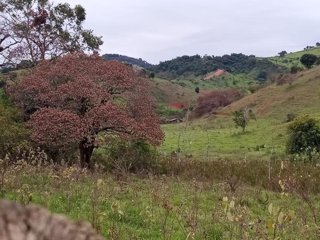Moradores reclamam que além da área alvo da pulverização, a vizinhança também foi atingida