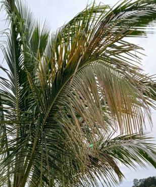 Efeitos do herbicida lançado sobre a vegetação no Licuri