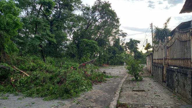 Árvore caída na avenida 26 de Outubro, Bela Vista