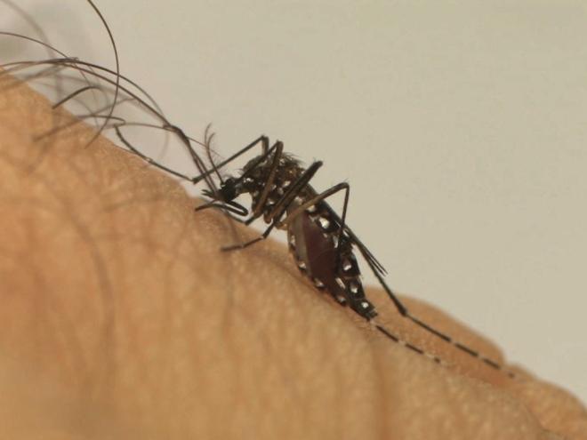 O Aedes aegypti, mosquito transmissor da dengue, ataca principalmente durante o dia 