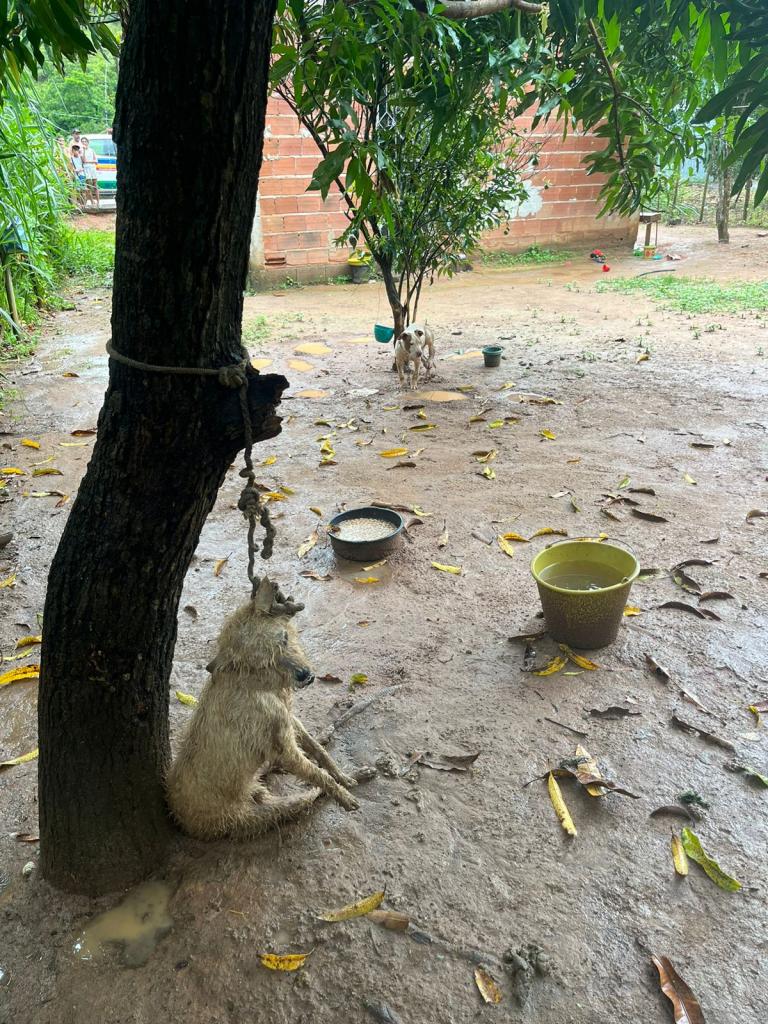 Essa é a situação em que os cães estavam: um enforcado na própria corda que o prendia, vasilha de comida tomada por água e o sobrevivente, em meio à lama, sem lugar de abrigo da chuva