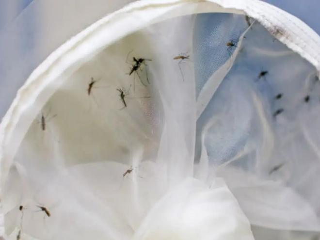 Infecção por sorotipos diferentes aumenta risco de casos graves