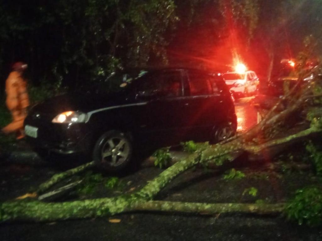 Queda de árvore interditou um trecho da avenida Engenheiro Kiyoshi Tsunawaki, no bairro Das Águas