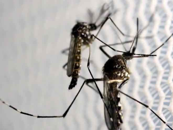 Conforme os dados divulgados pela SES-MG, o Vale do Aço tem 19.394 casos de dengue e chikungunya em 2024