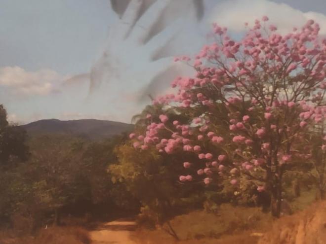 Coletânea de poesias de Zilândia Barros Ferreira